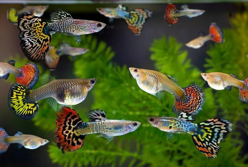Rośliny i dekoracje akwariowe