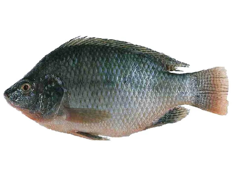 Ryba tilapia