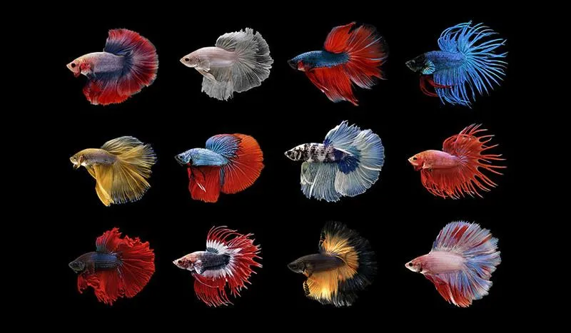 Ryby do akwarium z bojownikiem