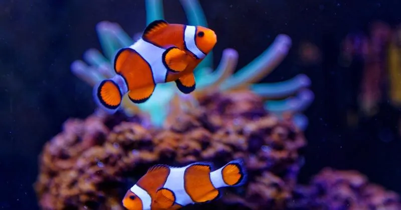 Ryby z filmu Gdzie jest Nemo