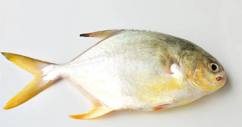 Sklepy z rybą maślaną