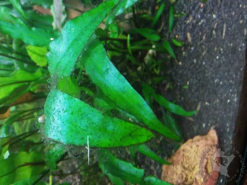 Skuteczne metody zwalczania