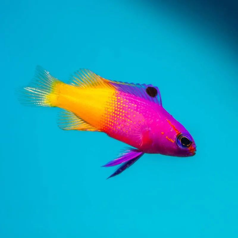 Smakowite przepisy na rybę