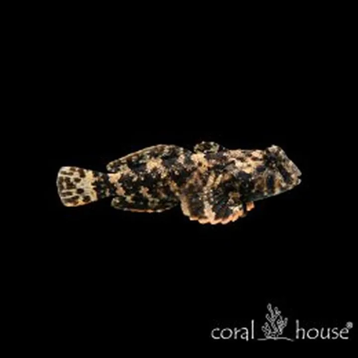 Smażenie ryby jak w smażalni