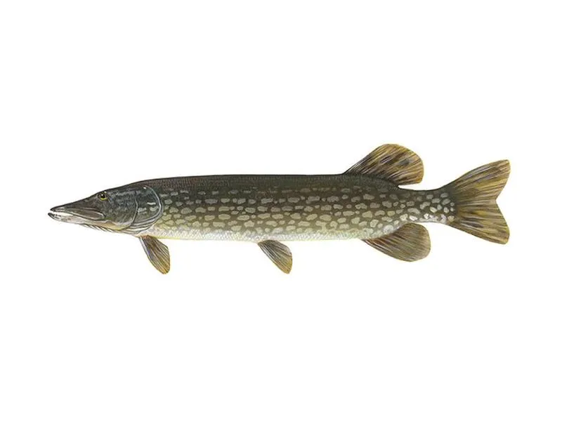 Sprzęt i techniki wędkarskie na szczupaka