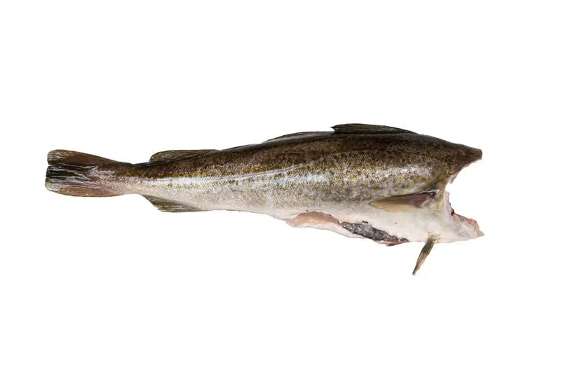 Techniki i sprzęt do łowienia dorsza