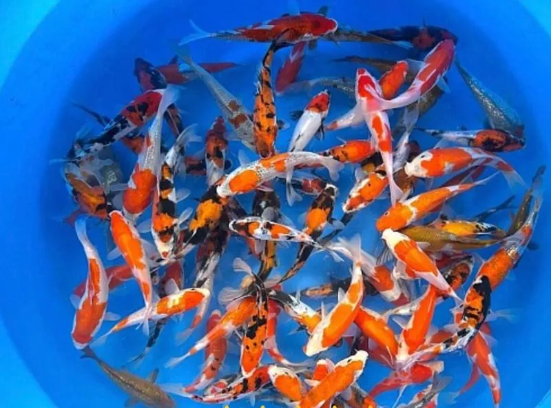 Techniki połowu karpi