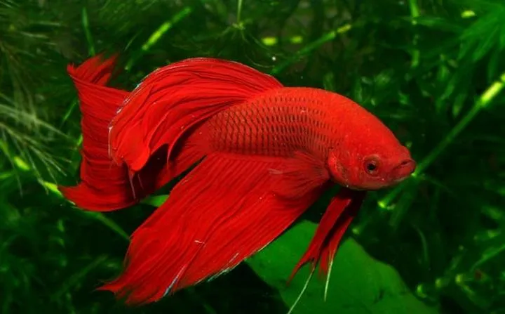 Towarzysze dla bojownika