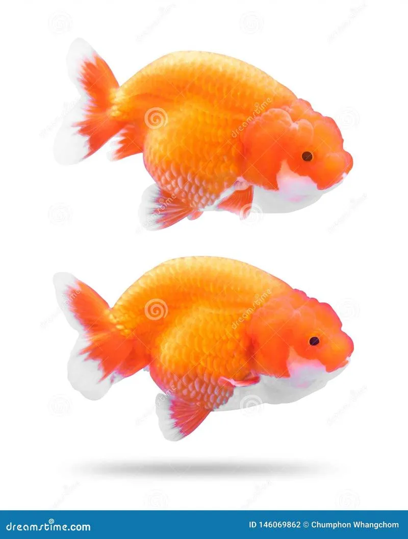 Tradycyjna kuchnia polska