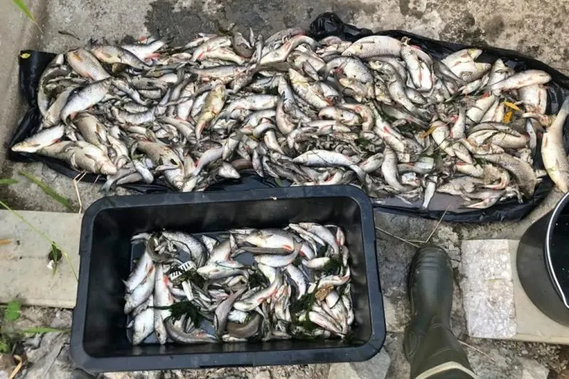 Tradycyjne metody wekowania ryb