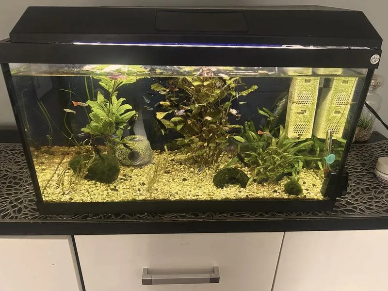 Urządzanie akwarium 60l