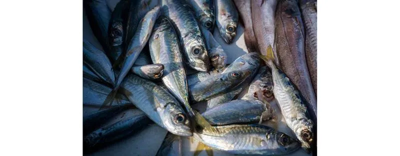 Wartości odżywcze ryb