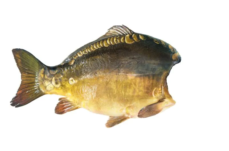 Wędkowanie w mulistym stawie