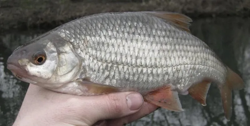Wiosenne połowy ryb