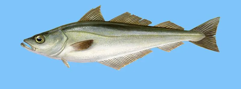 Właściwości zdrowotne czerniaka