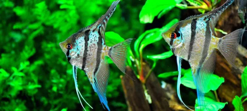 Wspólne akwarium ze skalarami