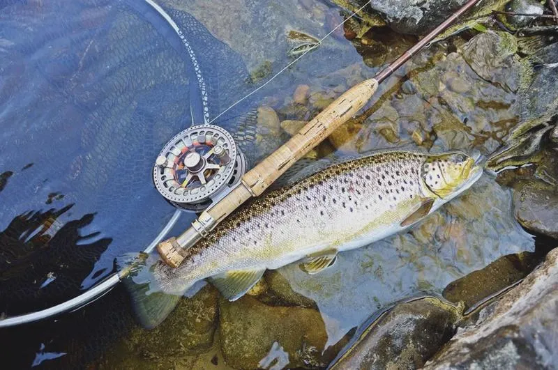 Wybór przynęt na pstrągi