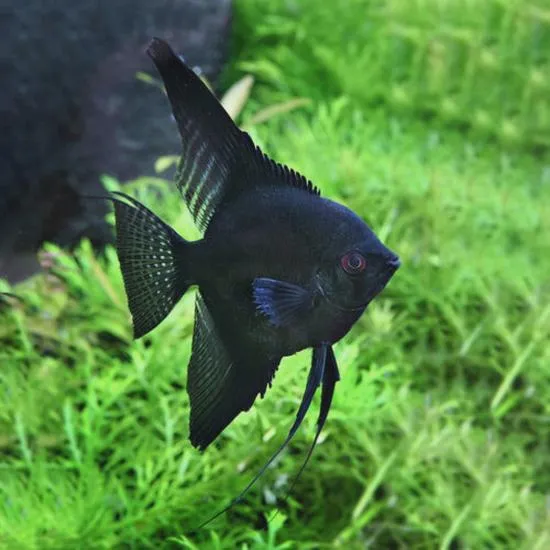 Wybór ryb do akwarium