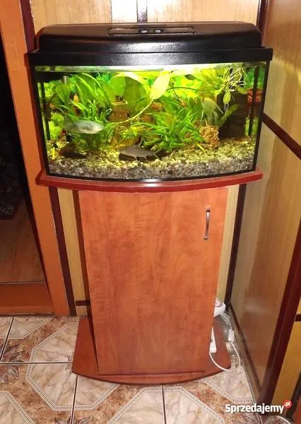 Wybór ryb do akwarium