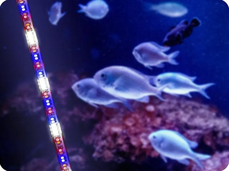 Wybór taśm LED do akwarium