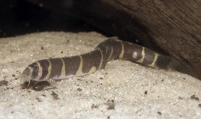 Wymagania akwariowe