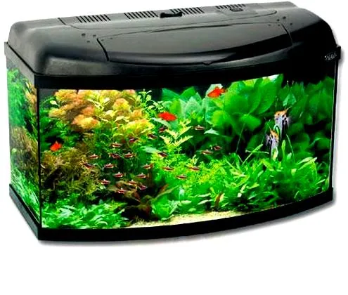 Wyposażenie akwarium dla ryb