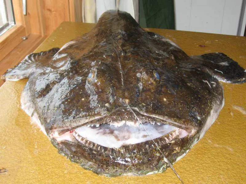 Żabnica w polskiej kuchni