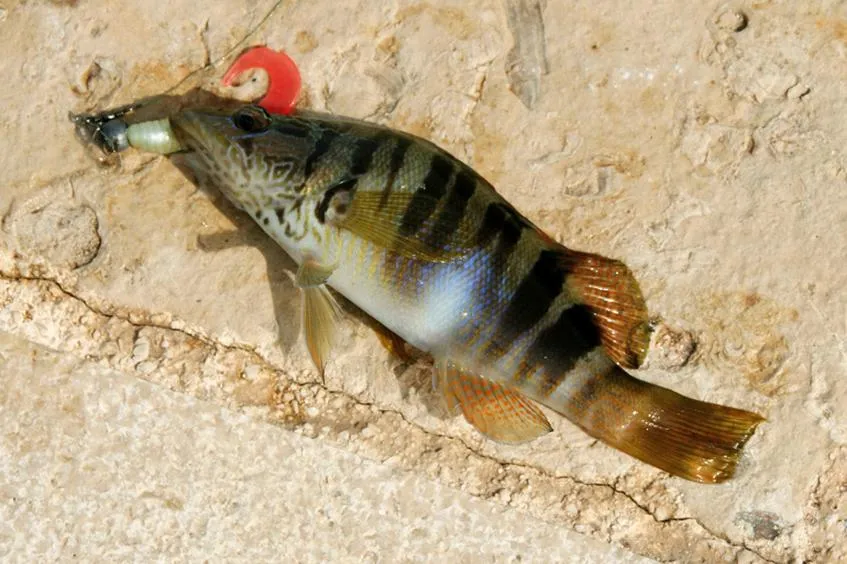 Zagrożone gatunki ryb
