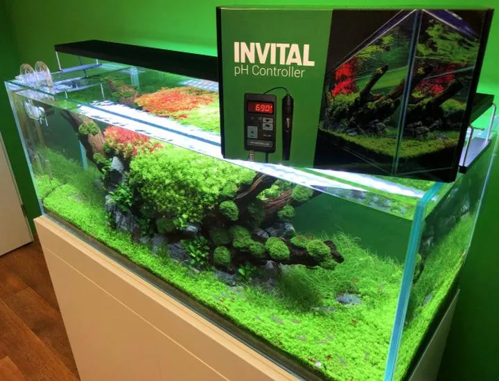 Zdrowie ryb akwariowych