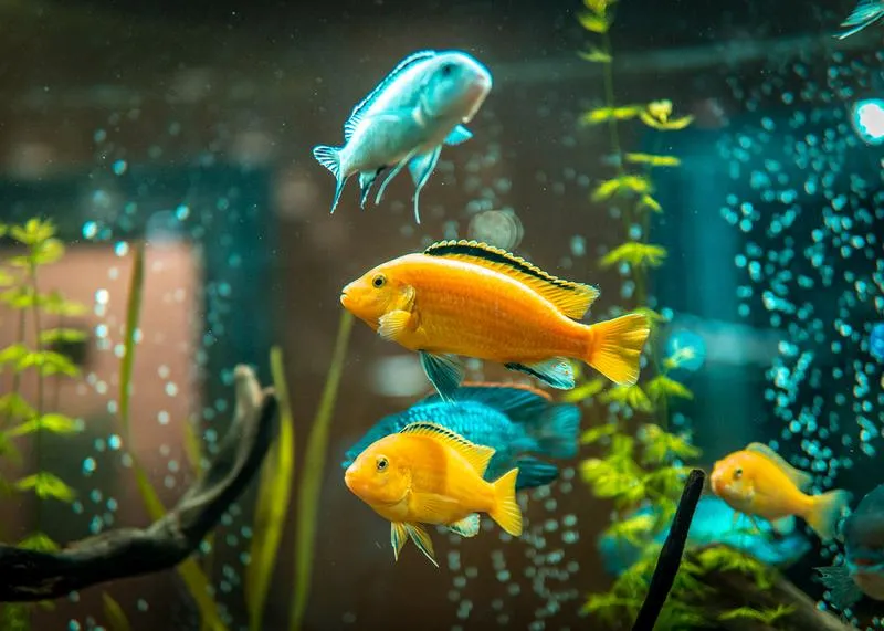 Zdrowie ryb w akwarium