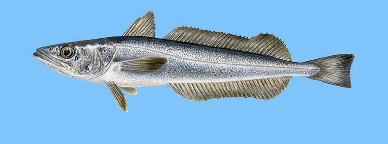 Zdrowotne korzyści jedzenia ryb