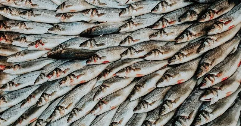 Zdrowotne korzyści ryb bałtyckich