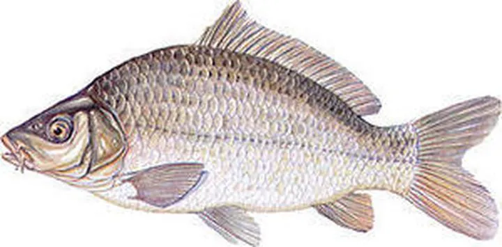 Zęby gardłowe u ryb