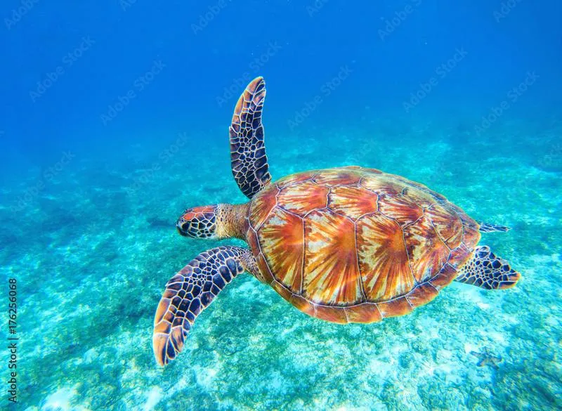 Żółw wodny i ryby w akwarium