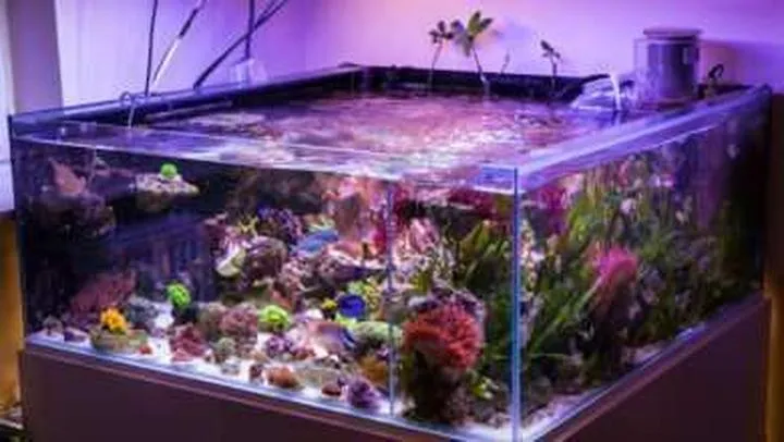 Zrównoważony ekosystem w akwarium