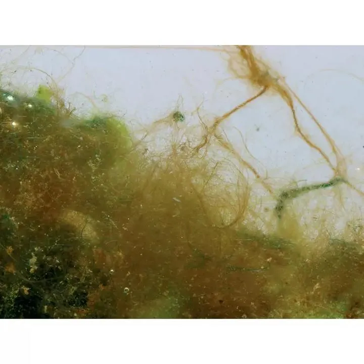 Zwalczanie brązowych glonów w akwarium