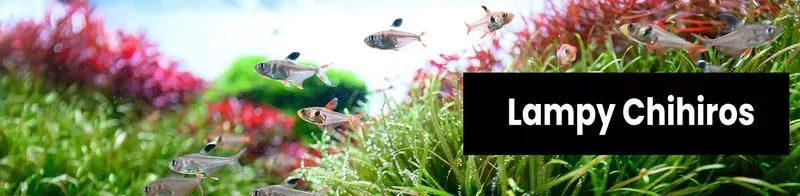 Zwiększenie stężenia fosforanów